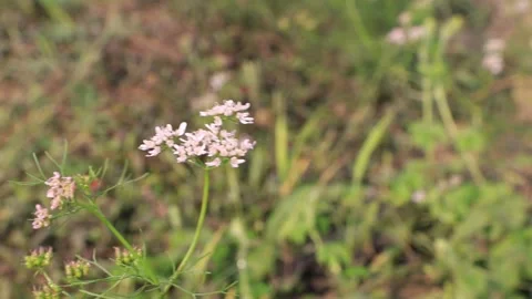 White Coriander flowers field Stock Footage 171581054