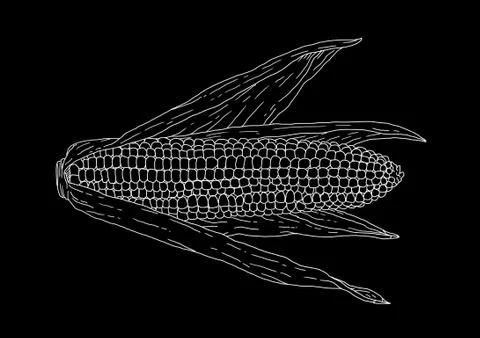 White corn on black background Stock Illustration