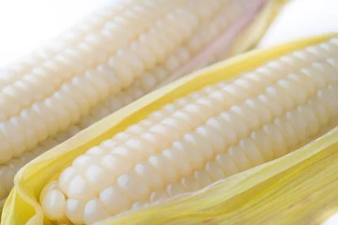 White corn isolated on white background Foto stock