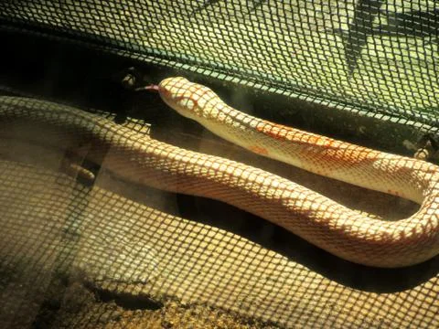 White corn snake with red-eye kept inside a zoo Stock Photos