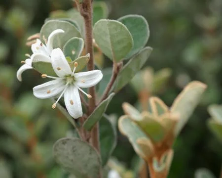 White Correa Flower Stock Photos