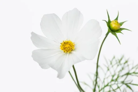White cosmo flower Stock-Fotos