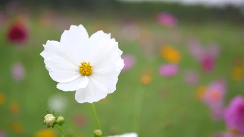 White Cosmos Flower Close-Up with Soft Bokeh Background Stock Footage 309978563