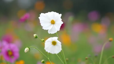 White Cosmos Flower Close-Up with Soft Bokeh Background Video stock 309978674