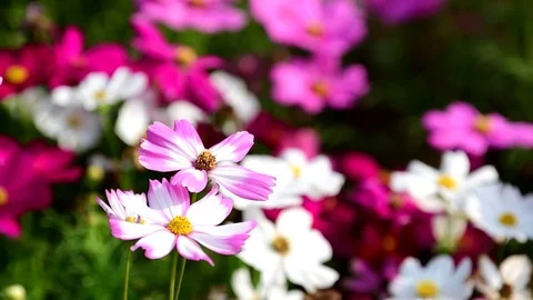 White cosmos flower. Stock-Footage 84452783