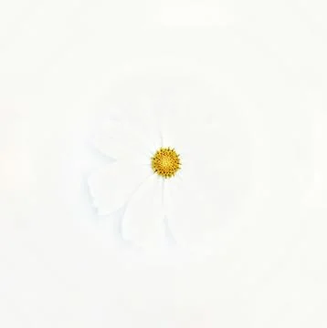 White cosmos flower. Stock Photos