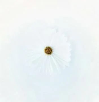 White cosmos flower. Stock Photos