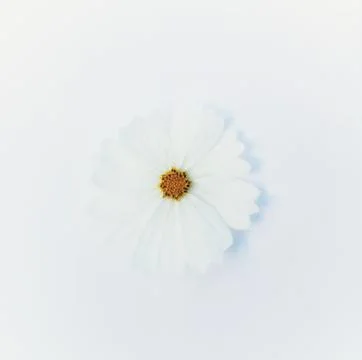 White cosmos flower. Stock Photos
