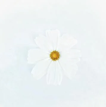 White cosmos flower. Stock Photos