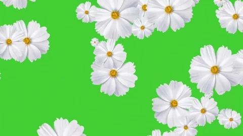 White cosmos flowers falling animation on green screen background Stock Footage 314594481
