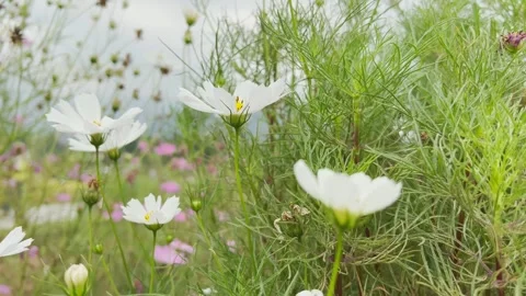 White Cosmos flowers Stock Footage 290845363