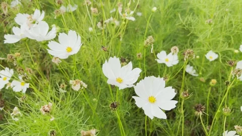 White Cosmos flowers Stock Footage 290845365