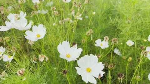 White Cosmos flowers Stock Footage 290845409