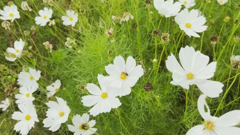 White Cosmos flowers Stock Footage 290845412