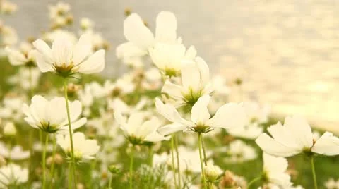 White cosmos flowers swaying in the evening Stock Footage