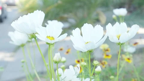 White Cosmos Stock Footage 246498281