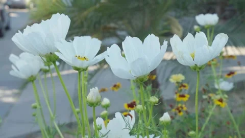 White Cosmos Stock Footage 246498292