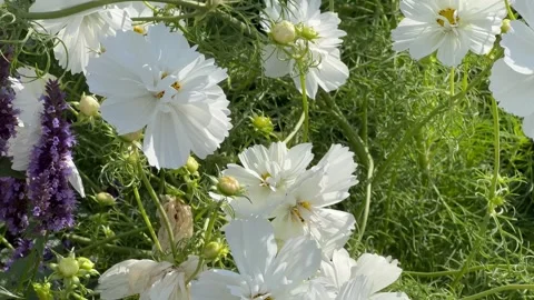 White cosmos in the garden Stock Footage 250124882