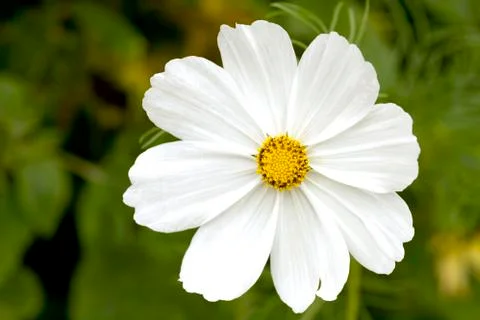 White cosmos Stock Photos