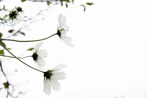 White cosmos Stock Photos