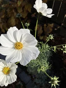 White Cosmos Stock Photos