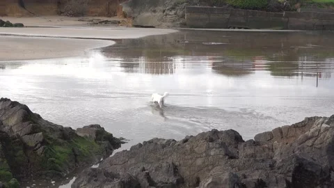 White Coton de Tulear dog running joyfully through the ocean waves at the bea Stockbeeldmateriaal 339667644