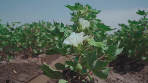 White cotton flower Stock Footage 157020252