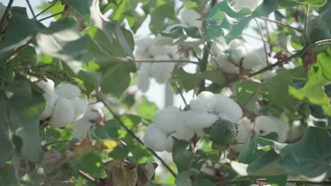 White cotton ripened with green leaves Stock Footage