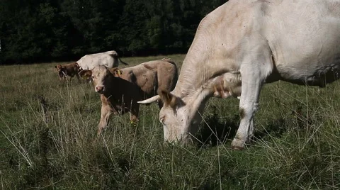 White cow and calf grazing in pasture Vídeos de archivo 55761853