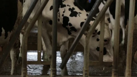 White cow with black spots walking to the barn Stock Footage 73554625
