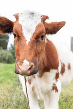 White cow with brown spots vertically looking at the camera Latin farm concept Stock Photos