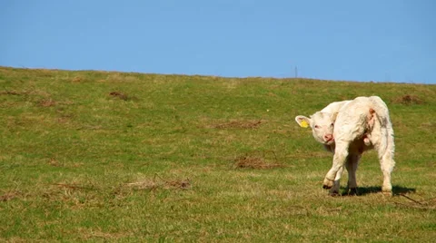 White cow calf Stock Footage 36536558