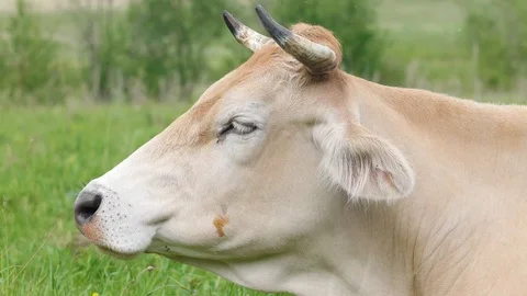 White cow close-up Stock Footage 93534320