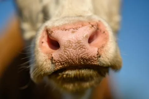 White cow close up portrait on pasture.Farm animal looking into camer. Stock Photos