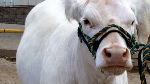 A white cow closeup, with a rope halter, stands patiently for handler Stock Footage 122802436