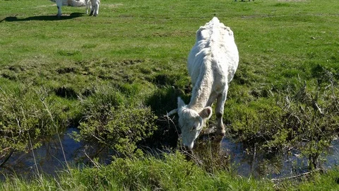 White cow drinking from ditch Video stock 95253061