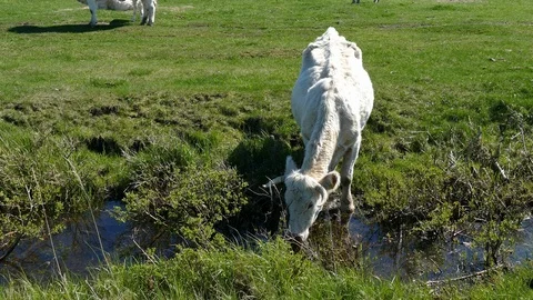 White cow drinking from ditch 動画素材 95253851