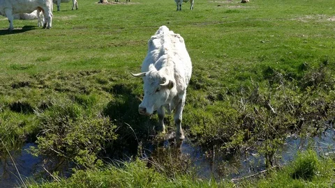 White cow drinking from ditch Video stock 95254064