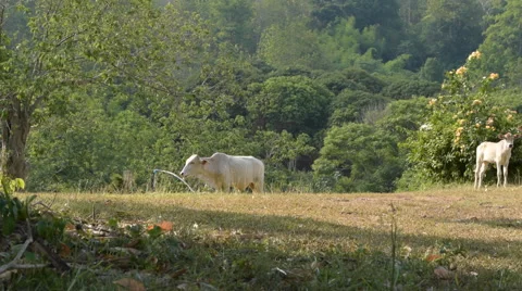 White cow drinking water. Stock Footage 50609809
