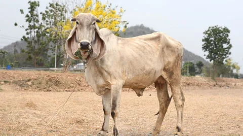 White cow in the farm Stock Footage 48940505