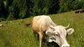 White cow HD Footage