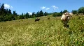 White cow HD Footage