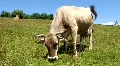 White cow HD Footage