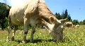 White cow HD Footage
