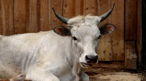 White cow Stock Footage 51008496