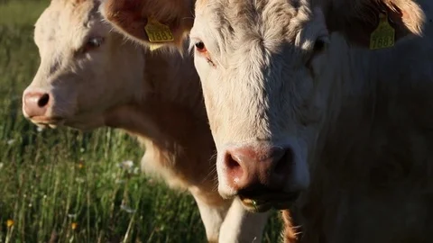 White cow Stock Footage 80241703