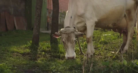 White cow Stock Footage 132603290