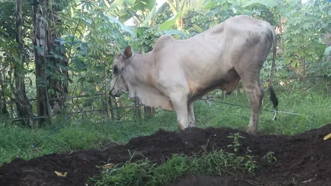 White cow Stock Footage 201834723