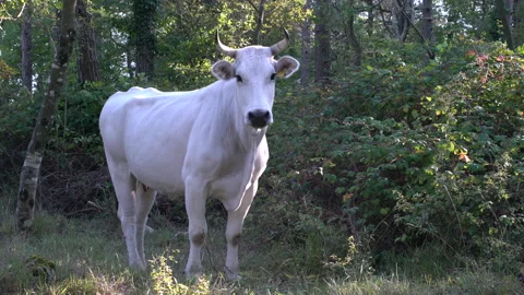 White cow in forest staring at the camera, 4K, DNxHR Stock Footage 153000080