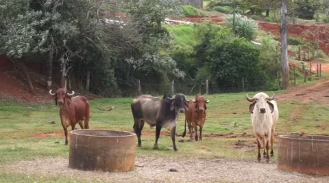 The white cow getting harrassed Stock Footage 51613968